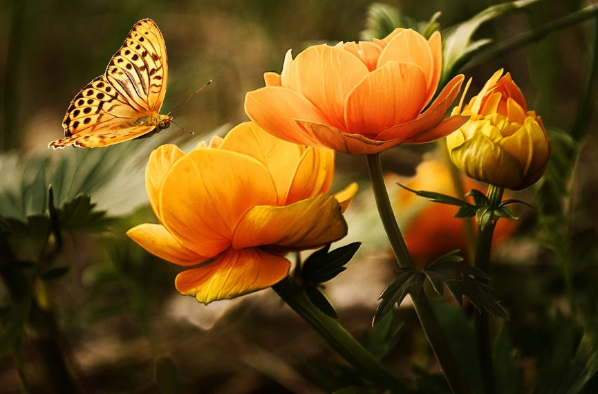 계절 한정! 꽃이 만개하는 틈새 여행지
