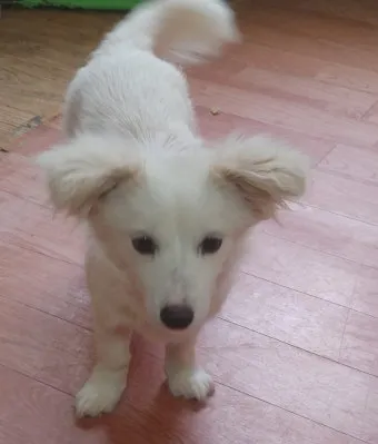 전 세계에서 가장 비싼 강아지 TOP20 몸값 높은 명품견 총정리 안내_12