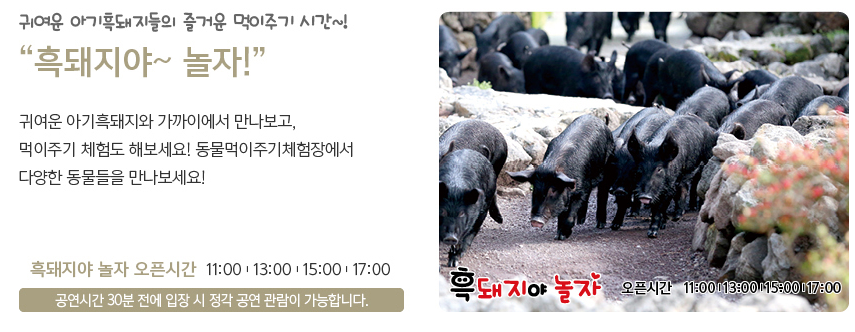 제주도 휴애리 수국축제 총정리