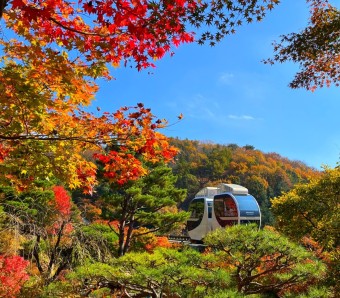 화담숲 사전예매 예약 할인 입장료 모노레일 벚꽃_2