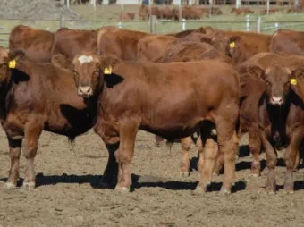 여름 고온기 관리 차광망 환기 관수 병해 예방 루틴_22