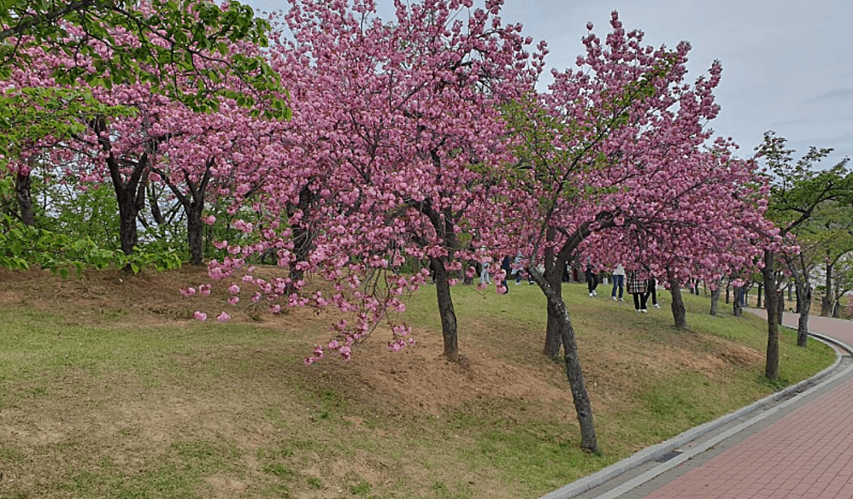 보문단지 겹벚꽃 풍경