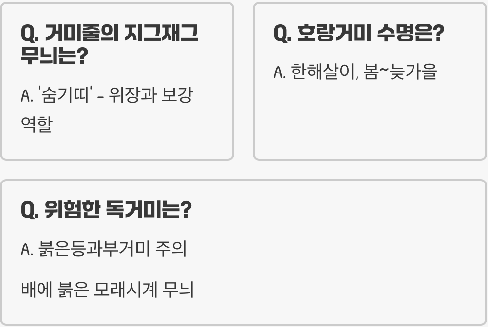 등산하다 만난 호랑거미, 독이 있을까? 물렸을 때 대처법 총정리