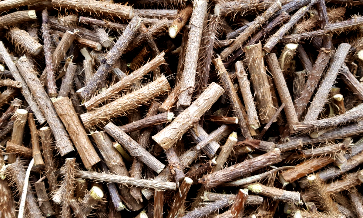 많은 오가피 사진