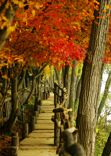 남이섬 단풍나무 풍경