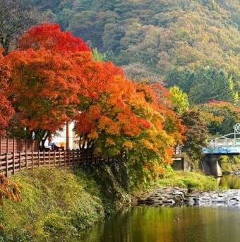 단풍