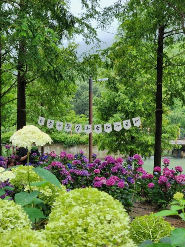 [6월 축제]2025 월아산 수국 수국 페스티벌❘기간, 일정, 체험 프로그램 및 공연 정리