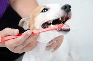 강아지사진/출처:어도비스톡