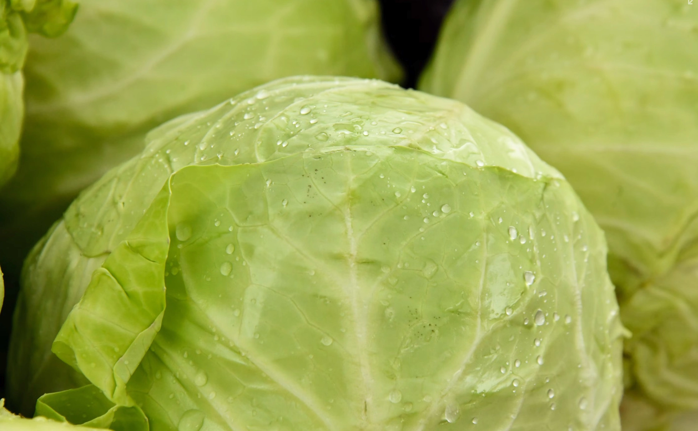 저속노화 양배추 식단표