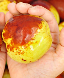 사과대추 칼로리, 수확시기, 보관법