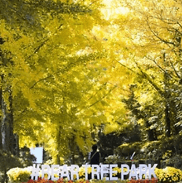 베어트리파크 단풍