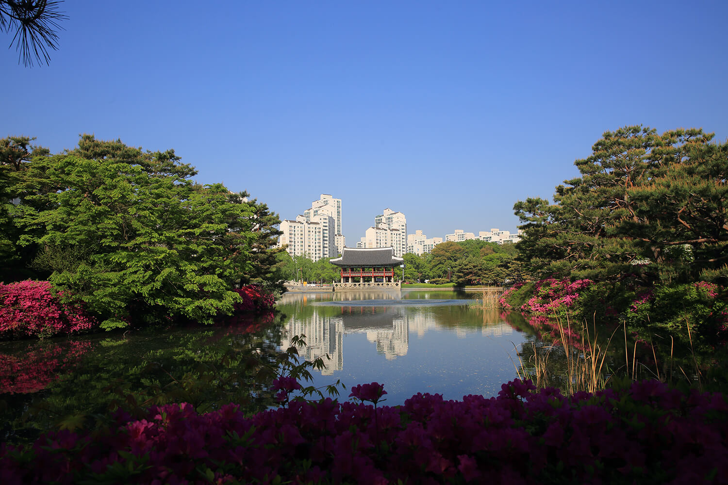 분당중앙공원 철쭉