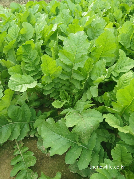 간 건강 보호에 도움이 되는 열무 잎의 근접 촬영