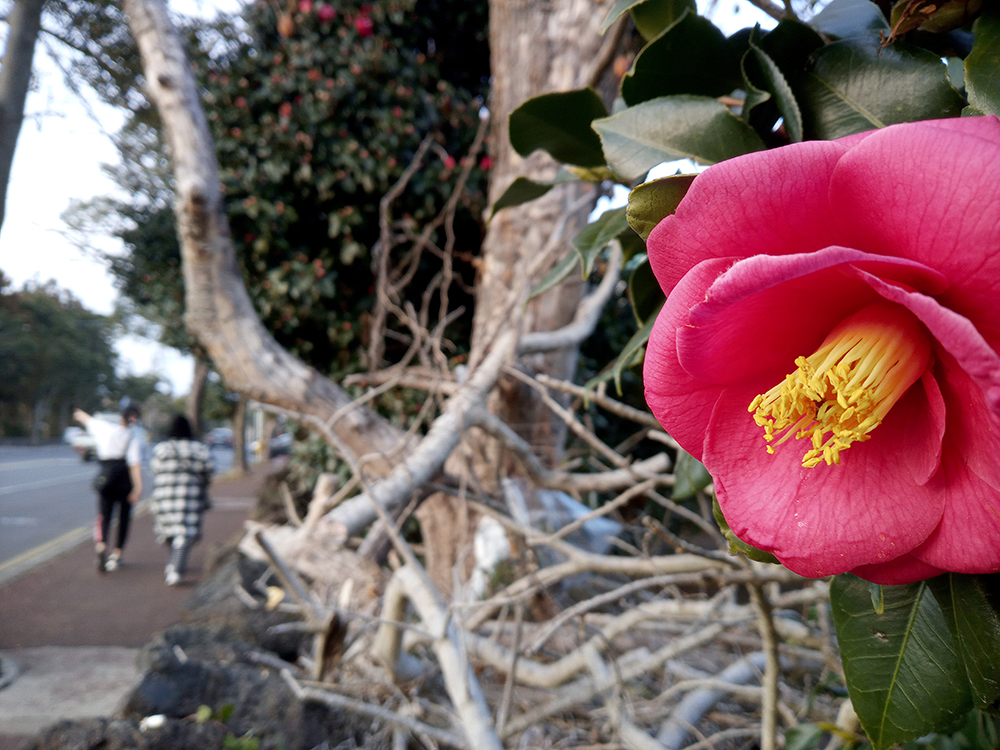 빨간색 동백꽃의 꽃말은
누구보다 그대를 사랑합니다.