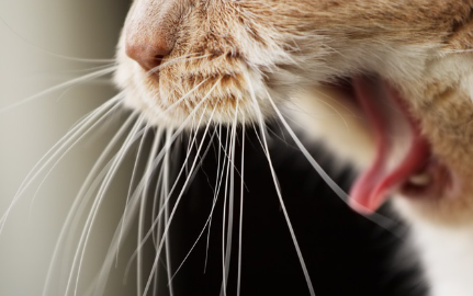 고양이 입 사진.