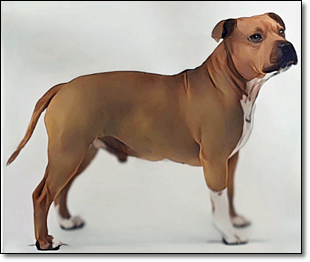 테리어
스태포드셔 불 테리어 (Staffordshire Bull Terrier)