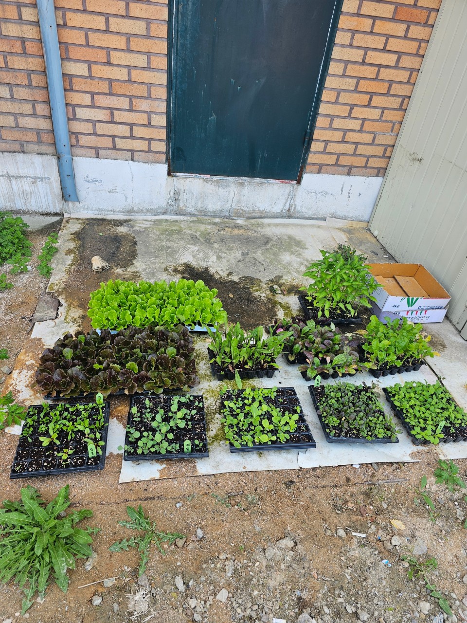 오늘N 농원쌈밥