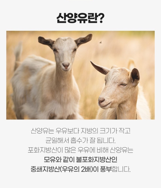 BSF 산양유 단백질