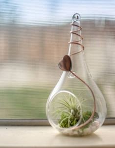 틸란드시아 키우기