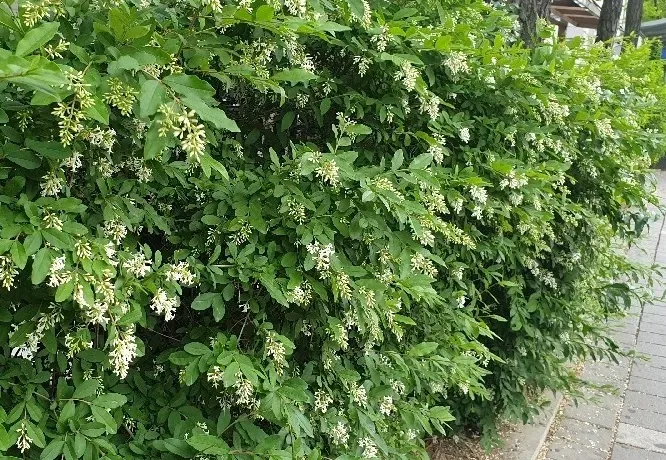 진한 향기에 취해버리는 이 꽃 산책로 옆 울타리 쥐똥나무_1