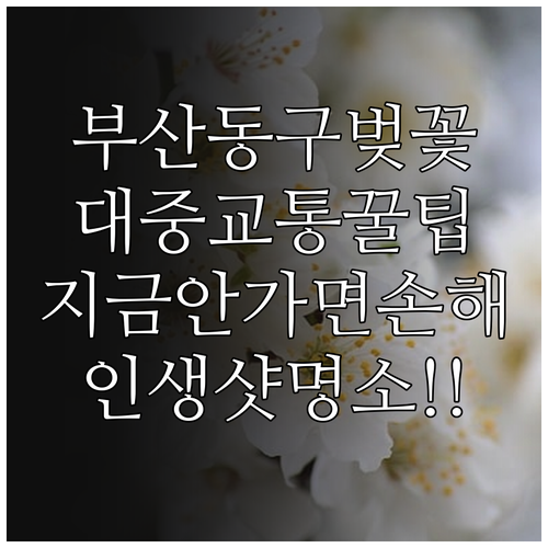 부산 동구 벚꽃 구경 코스 및 대중교..