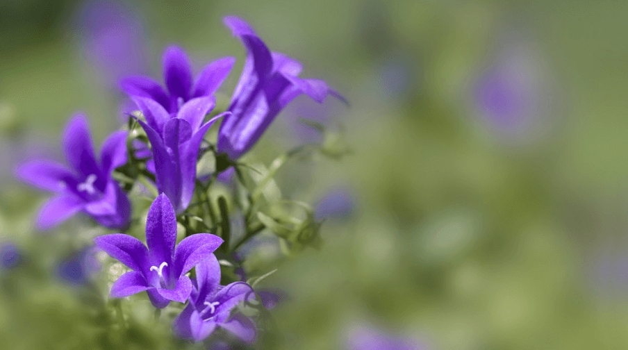 폐렴에 좋은 음식 도라지가 꽃을 피우고 있다
