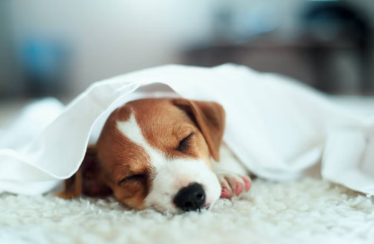 자고있는 강아지