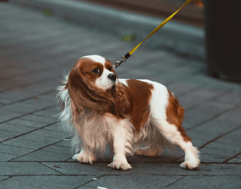 애완용 강아지 종류 및 특징 정리 - 소형 강아지 종류