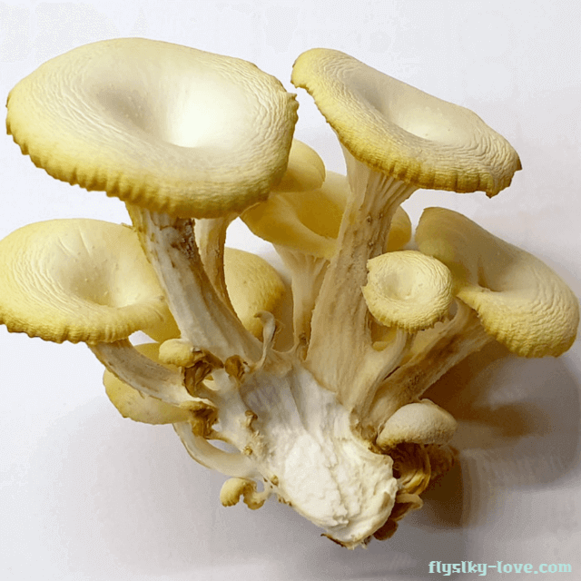 노랑느타리버섯