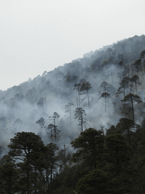 산불 지원금