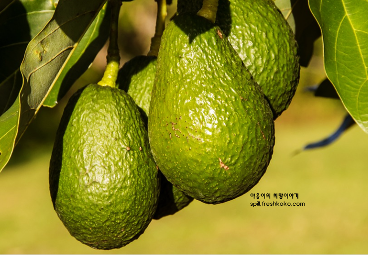 아보카도 오일 효능