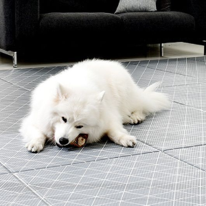 출처 구글 이미지 강아지사진