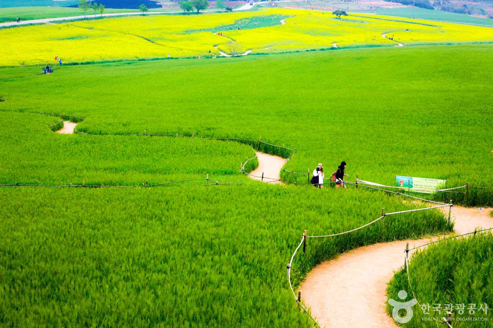 고창 청보리밭 사진