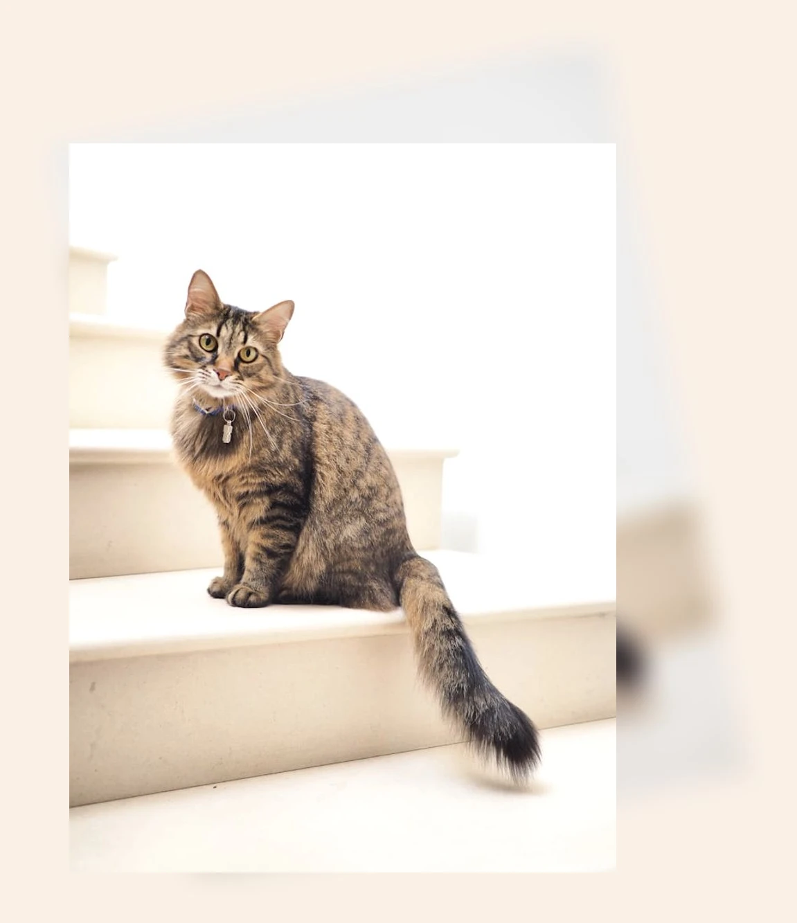 고양이 알레르기 관리_2_subsection