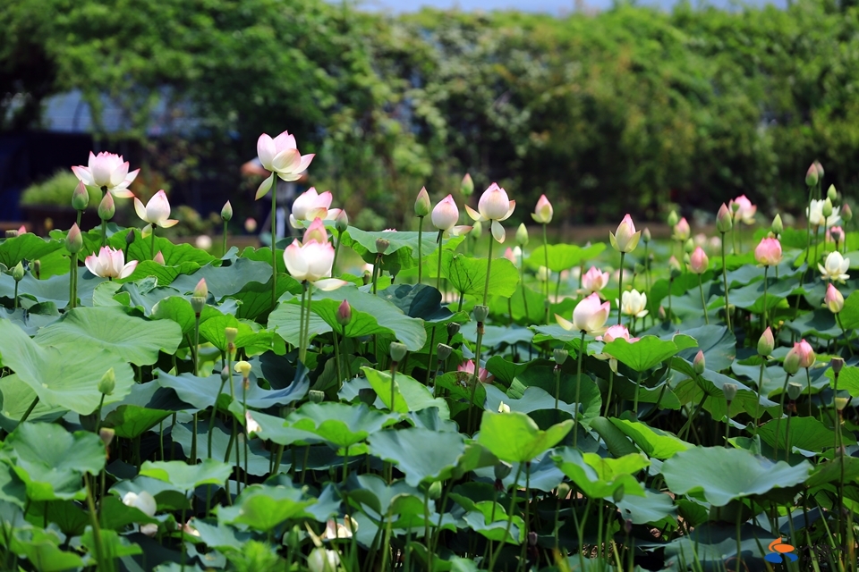 시흥 관곡지 연꽃축제