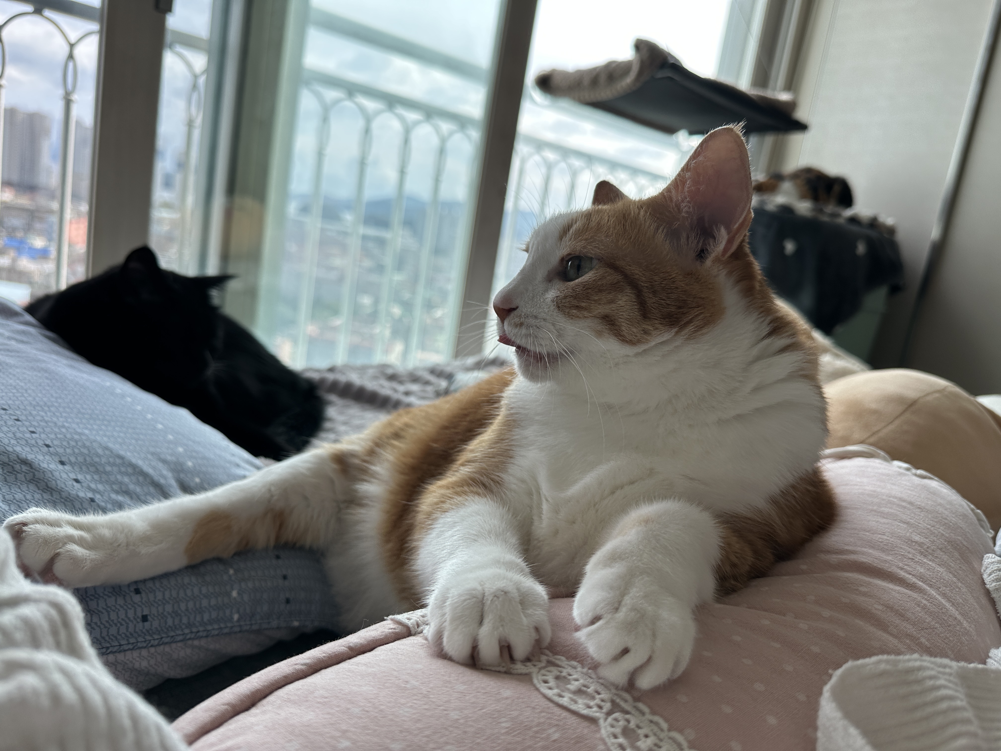 베개에_기대고_있는_치즈냥이_호야