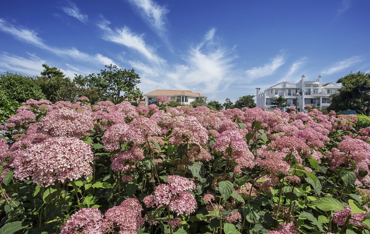 제주 마노르블랑 수국축제