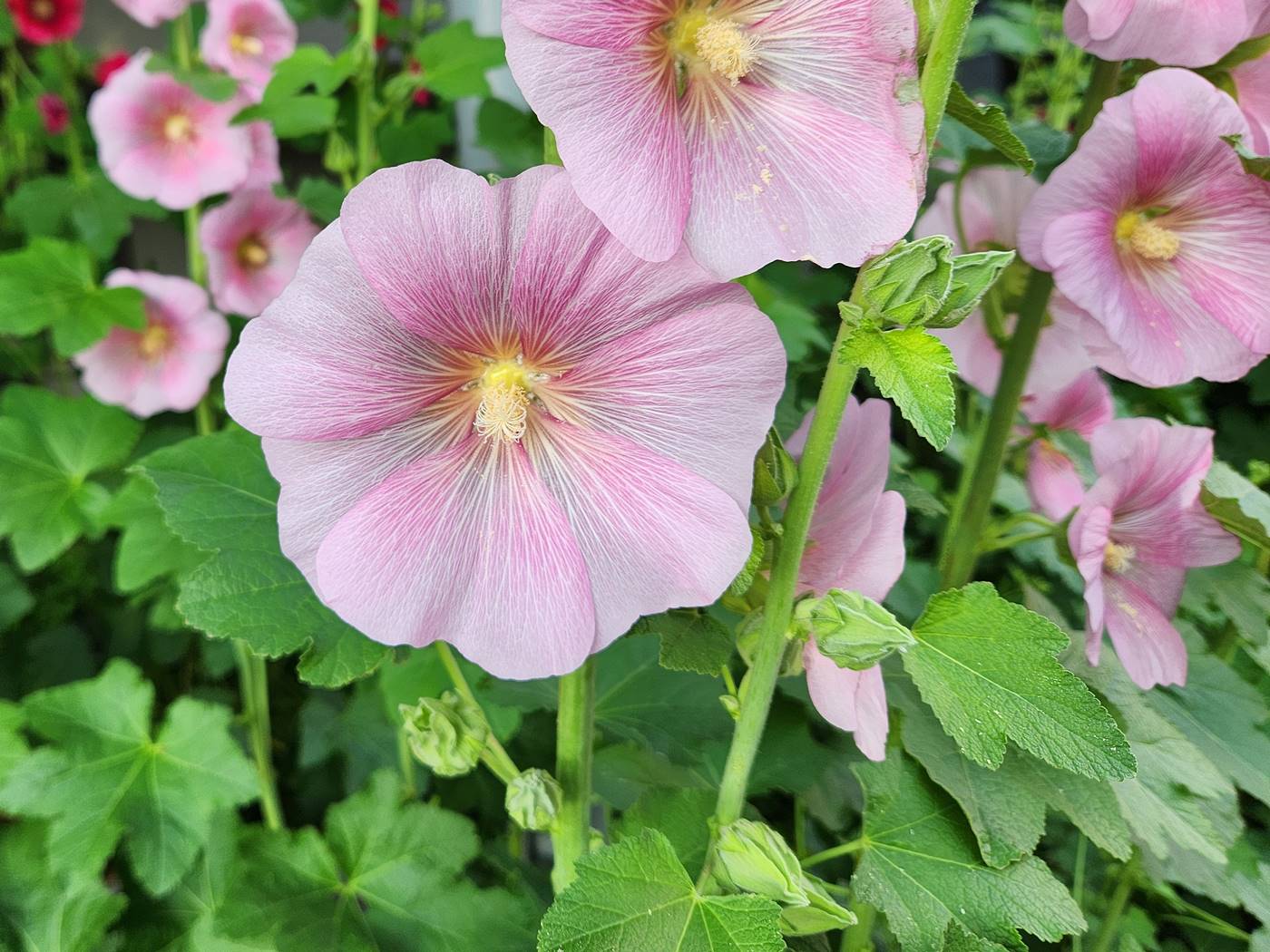 접시꽃(촉규화)