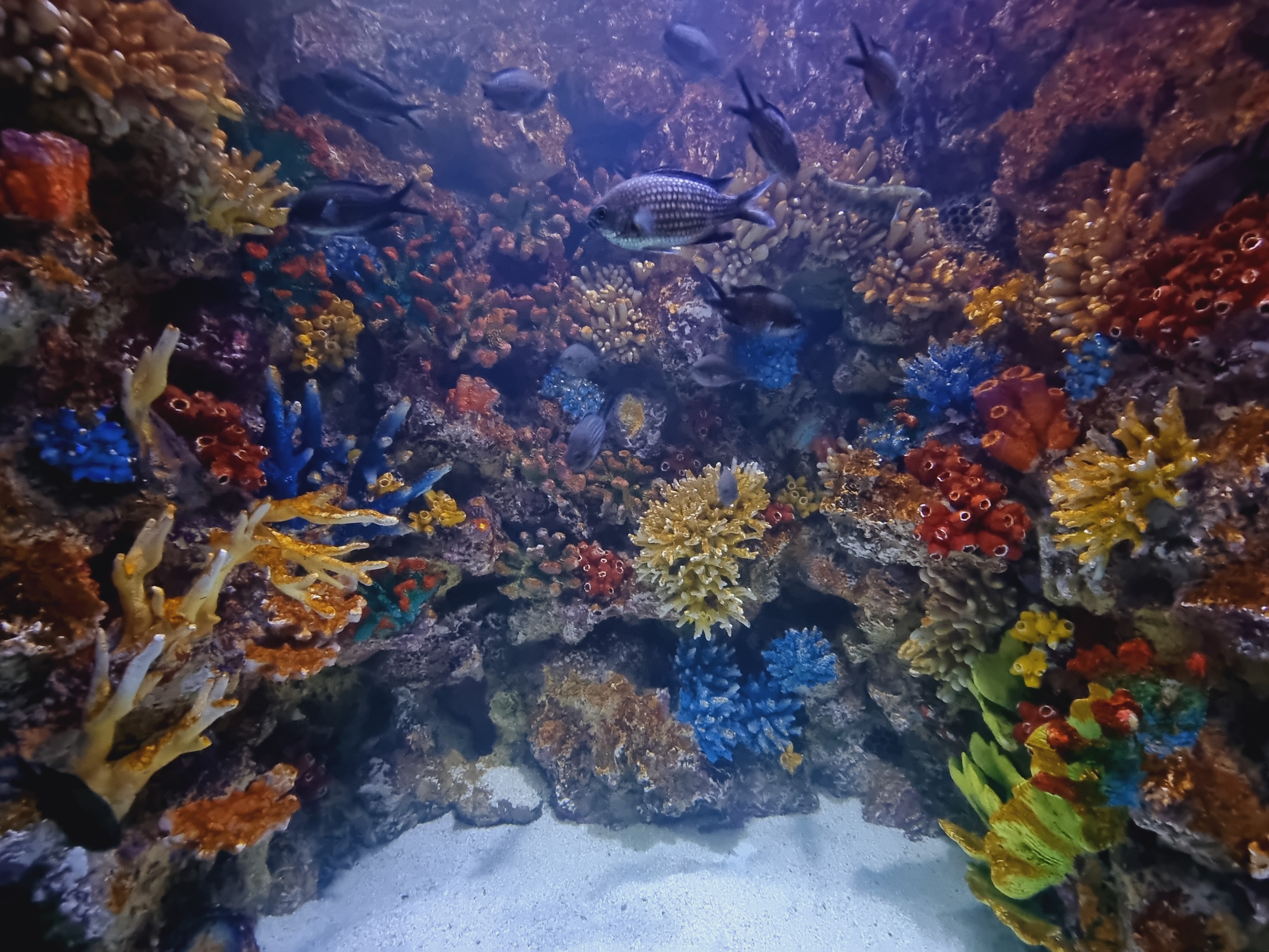 니모와 산호초속 열대물고기들