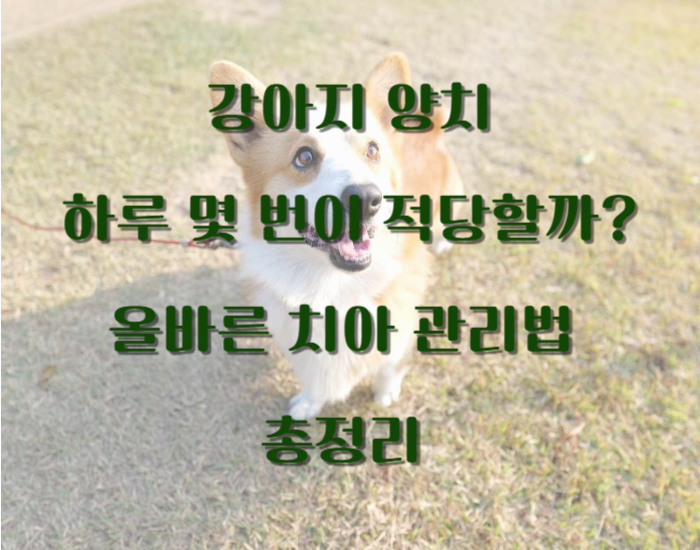 강아지 양치, 하루 몇 번이 적당할까?