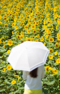 태백 해바라기축제