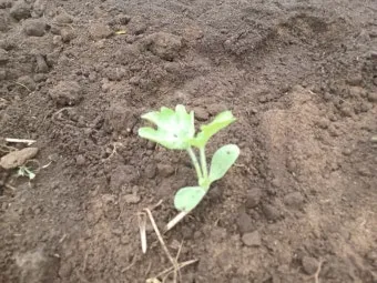 박 재배 직파 심기 순 따기 말림 보관_8