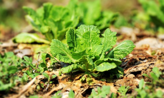 김장 절임배추 마트별 가격 비교(24년 11월14일 기준)