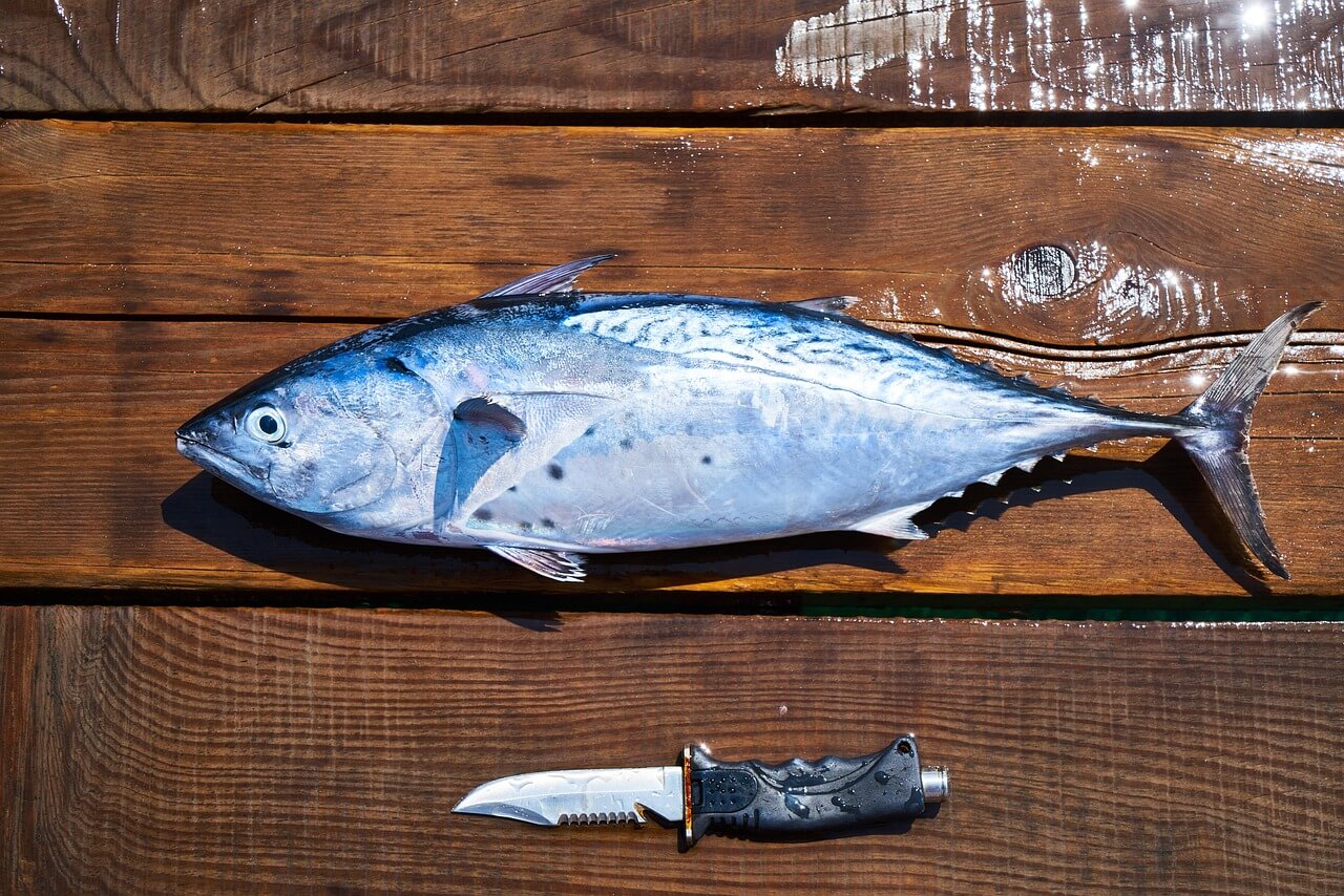 omega3가 풍부한 생선