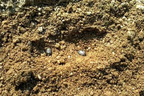 아주까리-피마자-종자-파종방법-심는방법