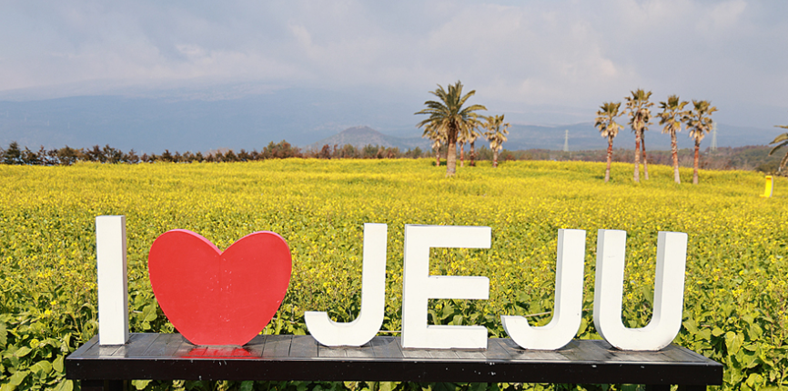 제주도 유채꽃밭