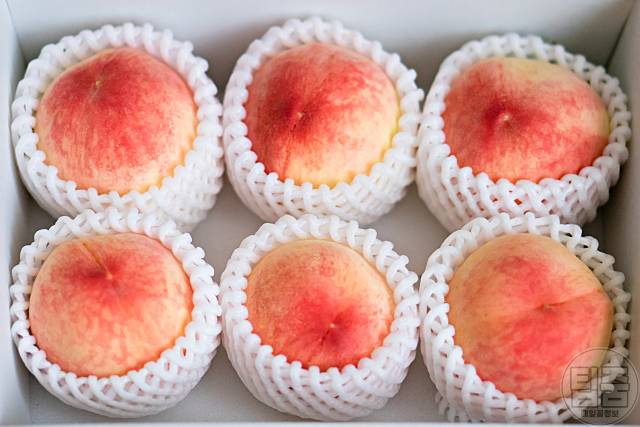 맛있는 복숭아 고르는법 향기 복숭아보관법 신비 천도 황도 백도