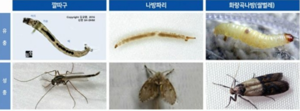 깔따구 유충