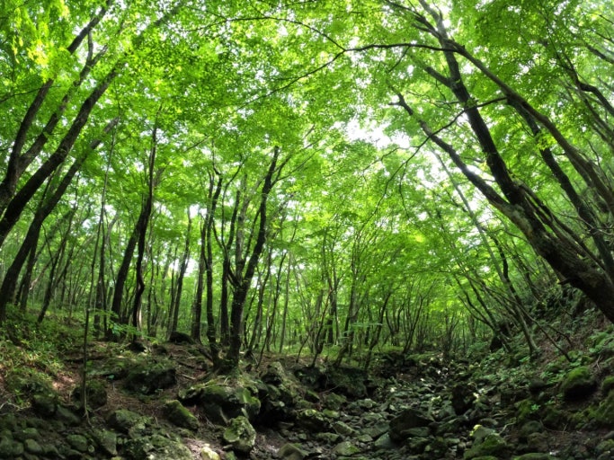 자연휴양림 숙박, 숲속의집vs야영장vs오토캠핑장 비교! 어떤 선택이 좋을까? 관련 사진