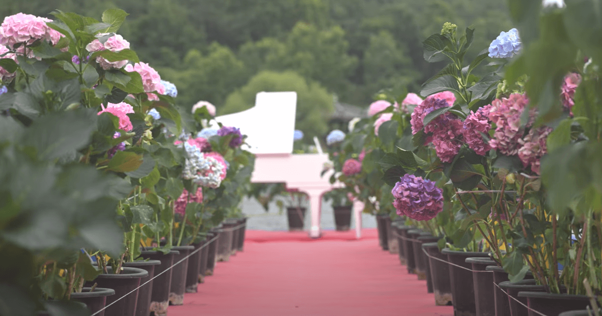 2025 강진 수국길 축제 : 축제 개요부터 방문 팁까지 총정리